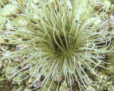 Giant Anemone in the mediterranean sea