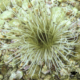 Giant Anemone in the mediterranean sea