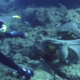 scuba diver in front of two octopus having a fight