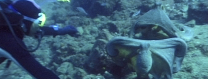 scuba diver in front of two octopus having a fight
