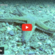 frame of a youtube star fish walking underwater video