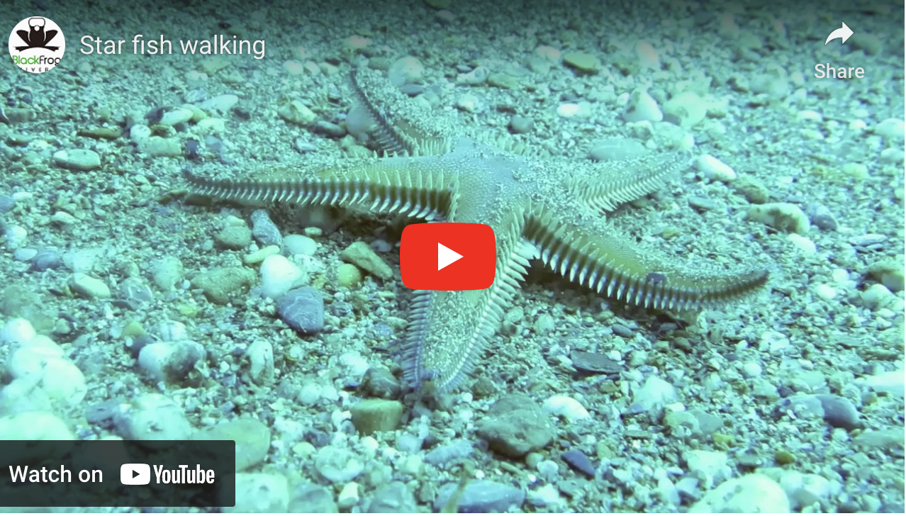 Starwatcher Fish Walking Star Fish | Underwater scuba diving video