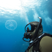 scuba diver in the sea, breathing with a regulator and wearing a scuba mask. Looking to a jelly fish