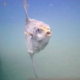 mola mola fish swimming in the mediterranean sea. The heaviest bonned fish in the sea