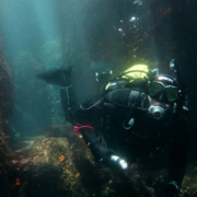 scuba diver diving in Marina del Este with Black Frog Divers in Torrox